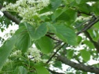 DSCF1504