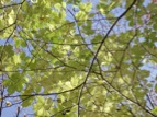 DSCF6653