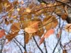 DSCF6661