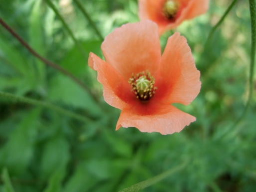 DSCF1307