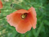 DSCF1315