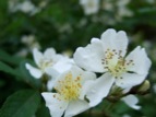 DSCF1069