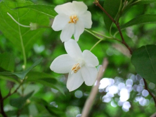 DSCF1393