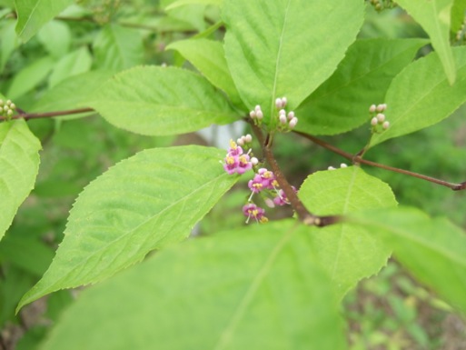 DSCF5428