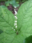 DSCF5584
