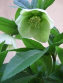 DSCF3566