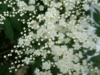 DSCF1653