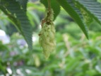 DSCF7347