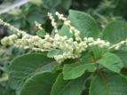 DSCF7354