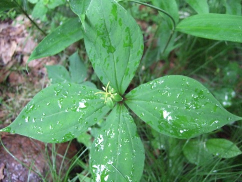 DSCF5527