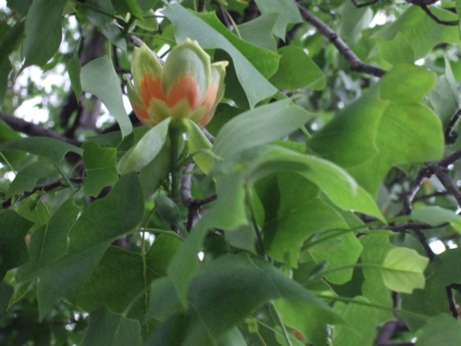 DSCF8143