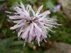 DSCF0263