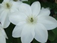 DSCF8279